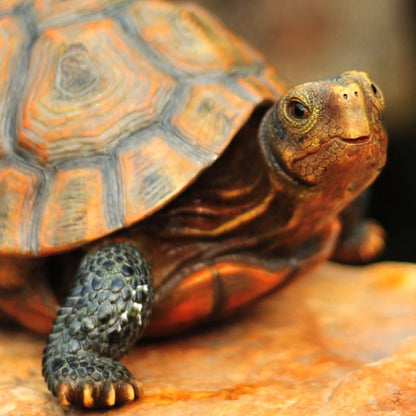 Outdoor Turtle Statues